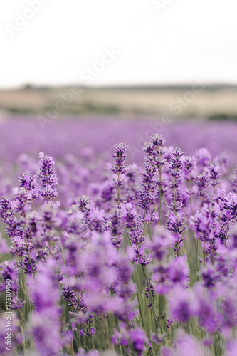 Lavender Fields Close Up