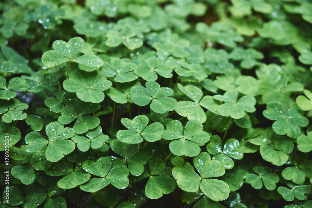 Detail of Clover growing wild. Derbyshire, UK. Detail of Clover growing wild. Derbyshire, UK.
