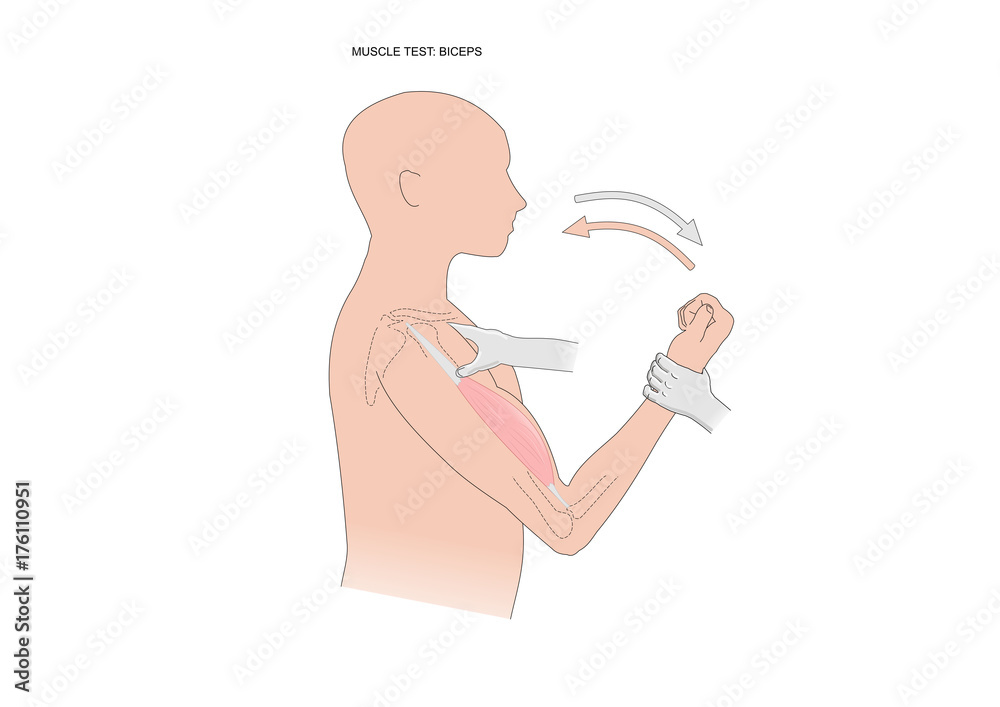 muscle test: biceps. Test used in kinesiology, neurology, physiotherapy ...