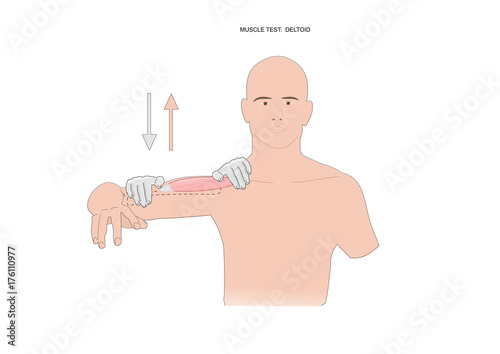muscle test: deltoid. Test used in kinesiology, neurology, physiotherapy.