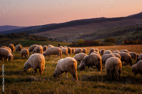 a flock of sheep at sunset on the hills of Romania