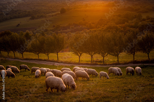 a flock of sheep at sunset on the hills of Romania