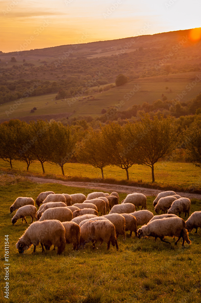 Fototapeta premium a flock of sheep at sunset on the hills of Romania