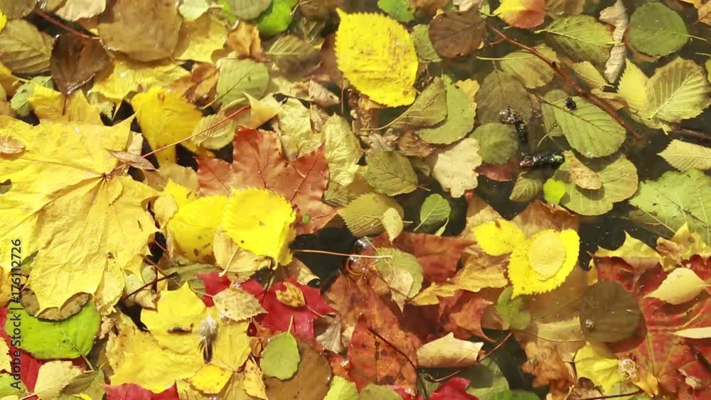 Autumn leaves on the water surface. Yellow, red autumn leaves on the surface of the pond. Autumn leaves on the water surface. Yellow, red autumn leaves on the surface of the pond.