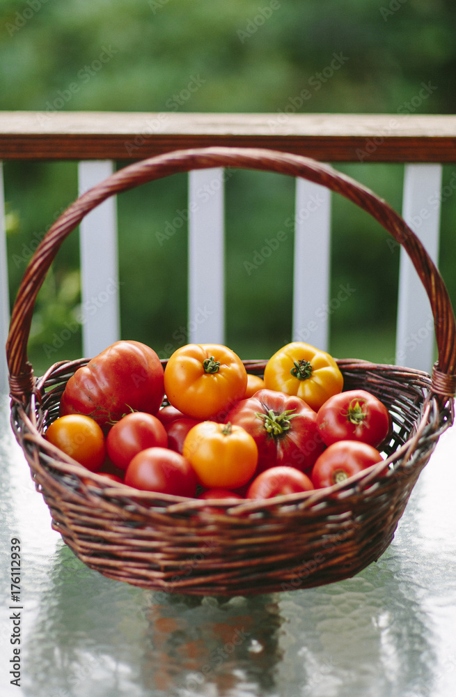 Tomato Harvest in Home Garden Tomato Harvest in Home Garden