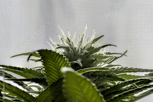 cannabis marihuana