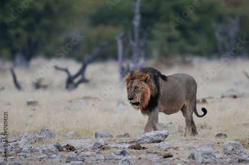 L  wen M  nnchen  Etosha Nationalpark  Namibia   Panthera leo 