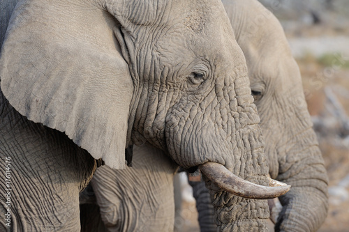 Afrikanischer Elefant, Elefanten Doppel Portrait, Etosha Nationalpark, Namibia, (Loxodonta africana)