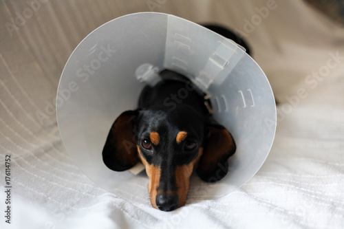 Cute black dachshund with a dog cone lying on the couch photo