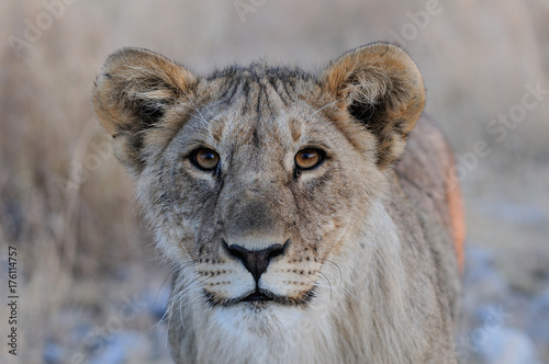 Junger Löwe Kopf Portrait, Etosha Nationalpark, Namibia, (Panthera leo)