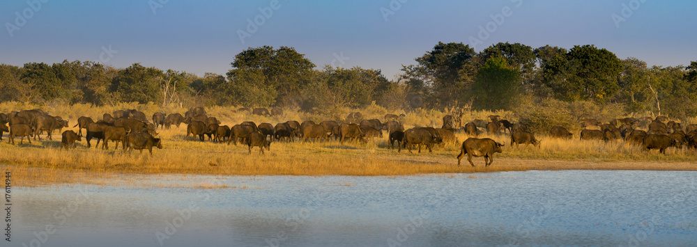 Herd of buffalos in the morning