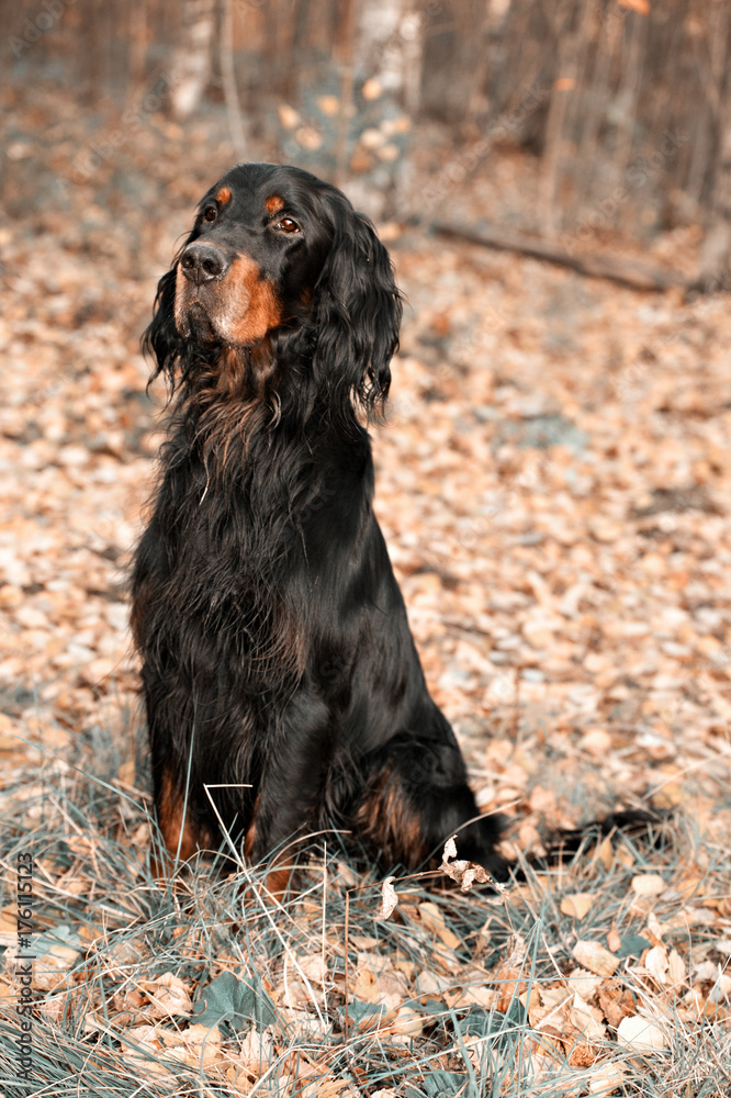 Dog Gordon Setter sitting on brown autumn leaves Dog Gordon Setter sitting on brown autumn leaves