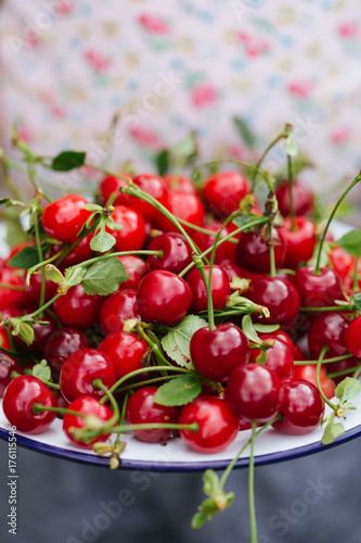 Girl holding a plate of morello cherries