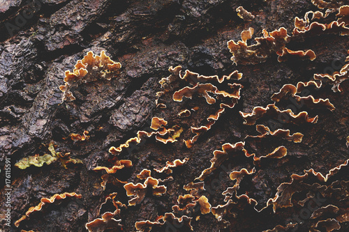 Yellow Stereum (Stereum hirsutum) fungi growing on tree bark. Norfolk, UK. photo