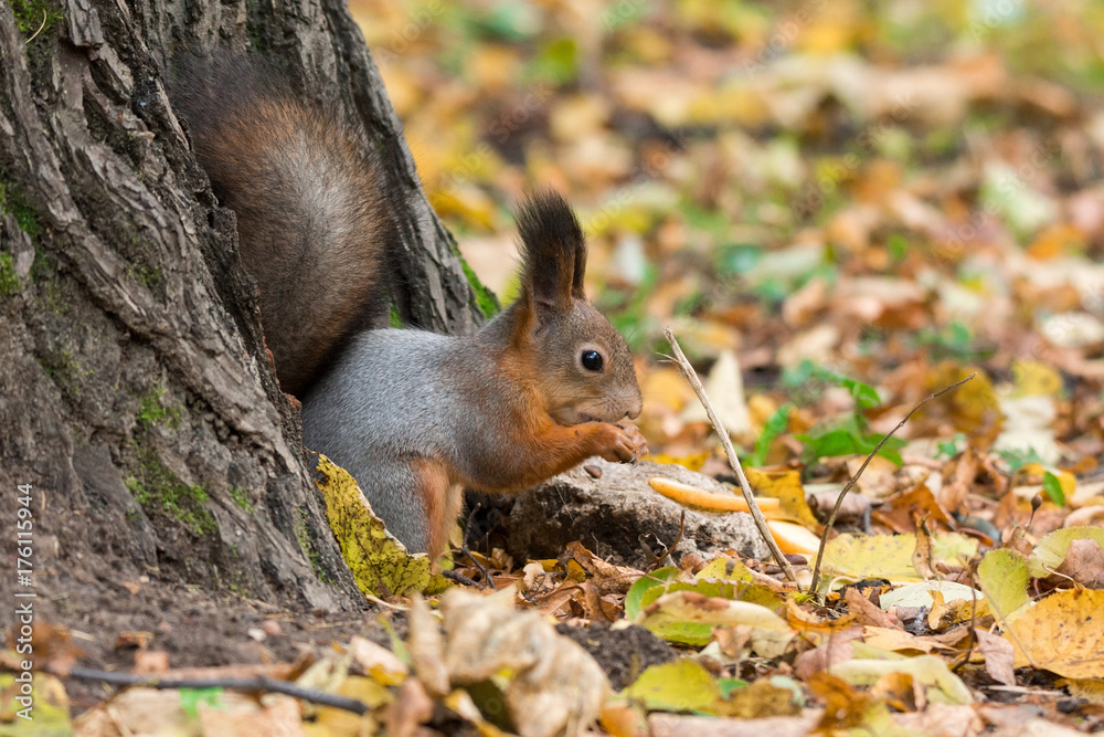 squirrel on a branch squirrel on a branch