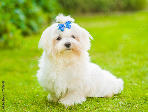 Maltese puppy sitting on green grass