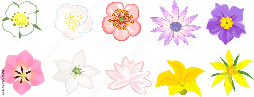 Set of different flowers on white background Set of different flowers on white background