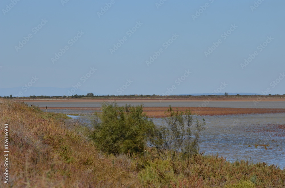 Étang de Camargue Étang de Camargue
