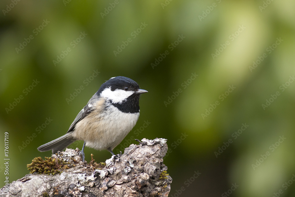 coal tit