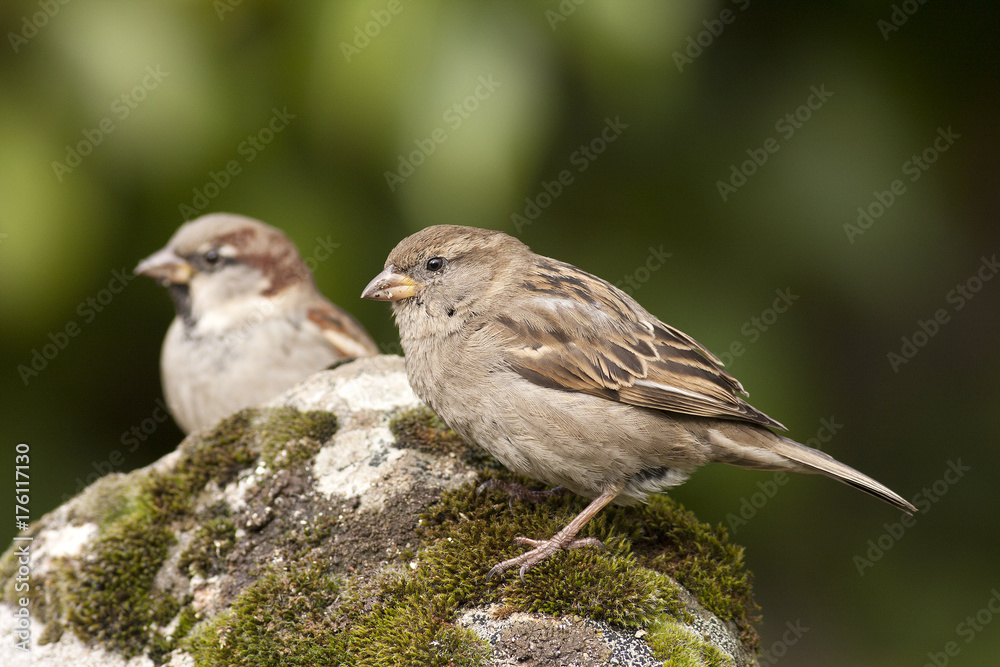 pair of sparrows