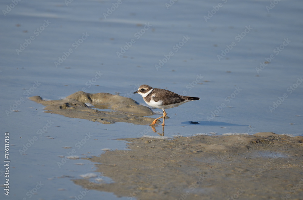 Grand Gravelot (Charadrius hiaticula) Grand Gravelot (Charadrius hiaticula)