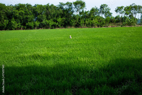 A dog in field, Thailand