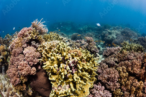 A thriving, healthy tropical coral reef