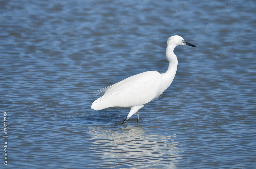 Aigrette garzette (Egretta garzetta) Aigrette garzette (Egretta garzetta)