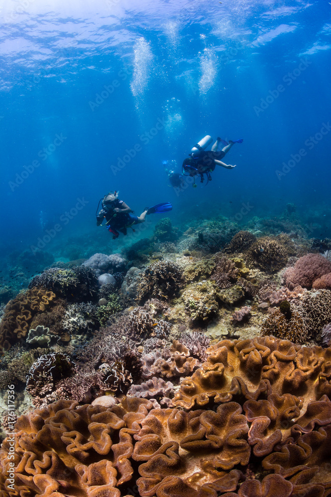 Naklejka premium SCUBA divers swim over colorful hard corals on a tropical reef