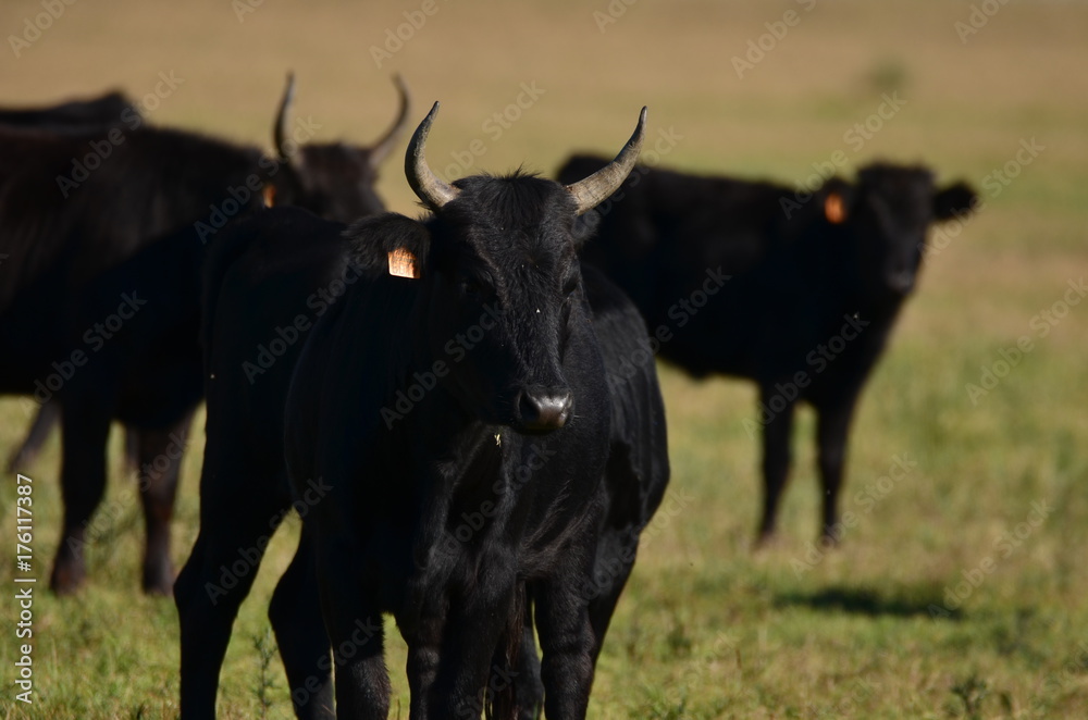 Taureau de Camargue Taureau de Camargue