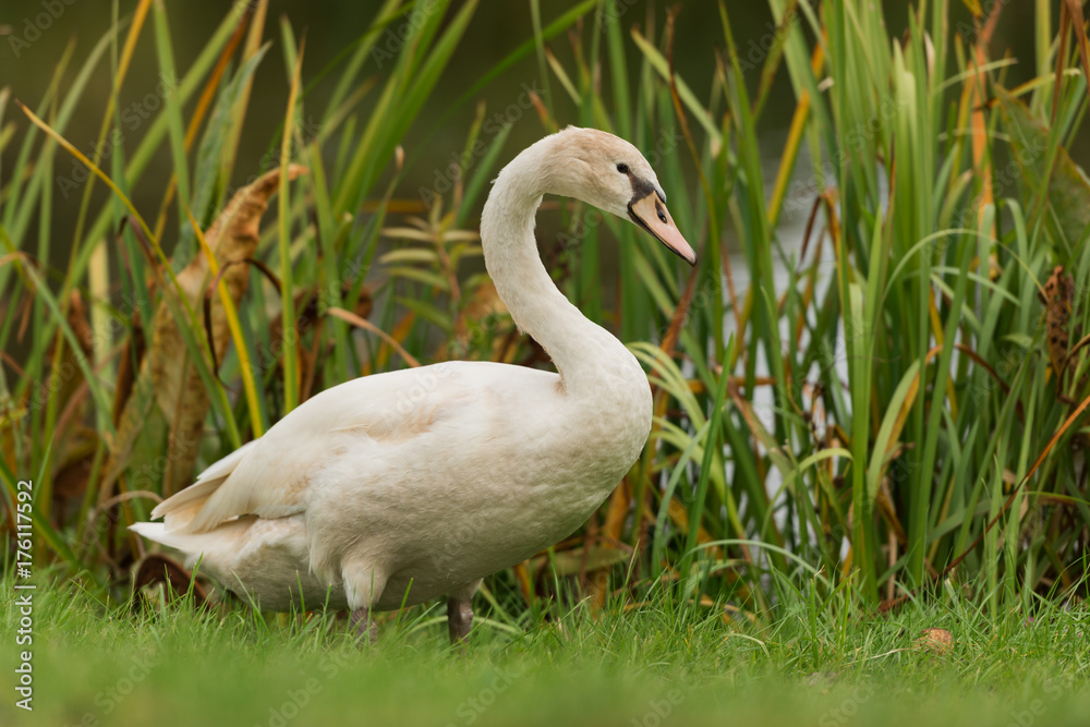 Fototapeta premium swans on the shore of the lake