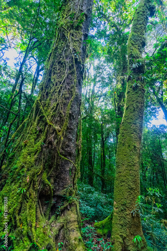 Moss covered trees in the rain forest.