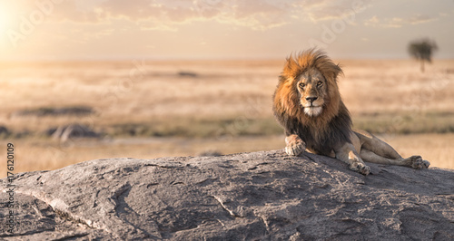 A male lion is sitting on the top of the rock in Serengeti nation park,Tanzania