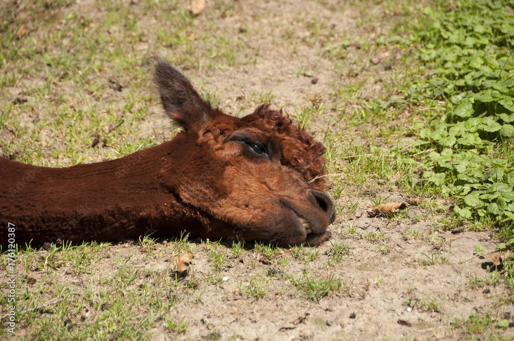 Fototapeta premium Lama