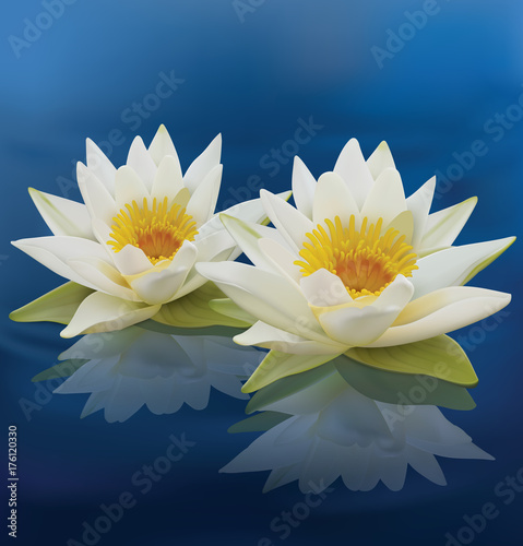 Water lilies. Vector illustration