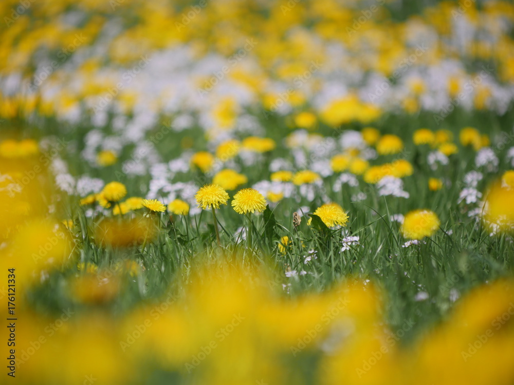 Flowered dandelion meadow