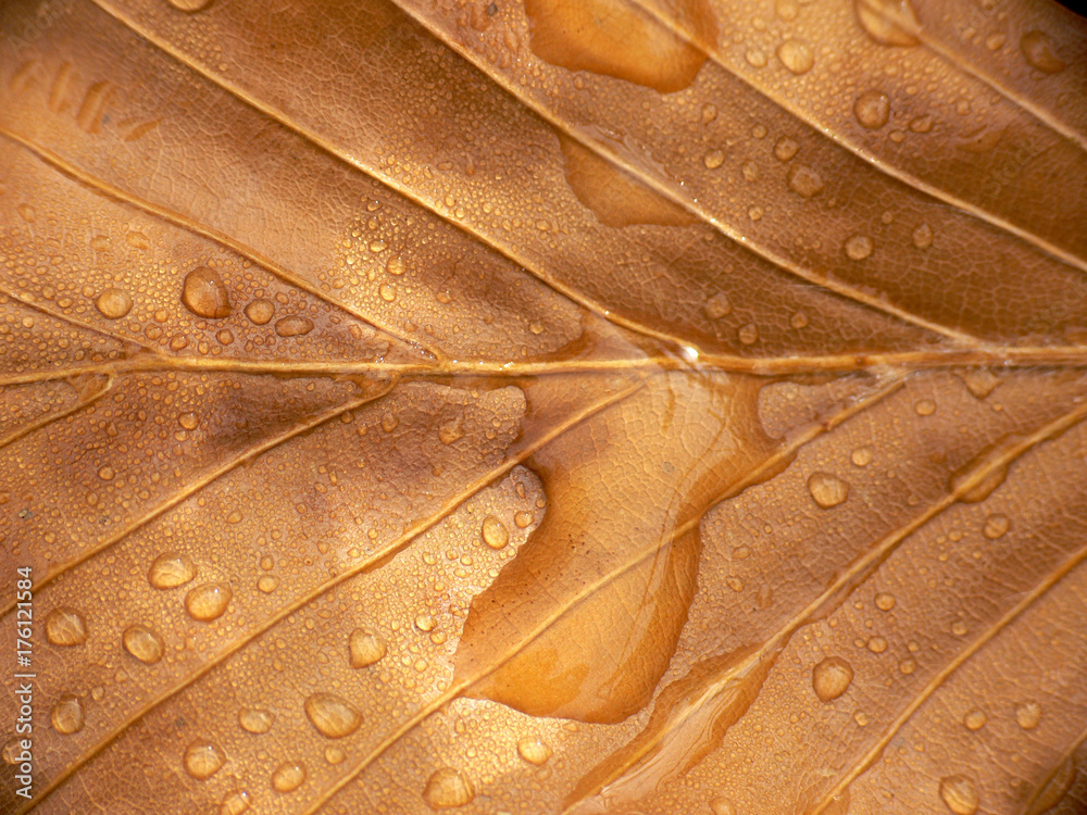 Fototapeta premium Brown autumn leaves with raindrops -closeup