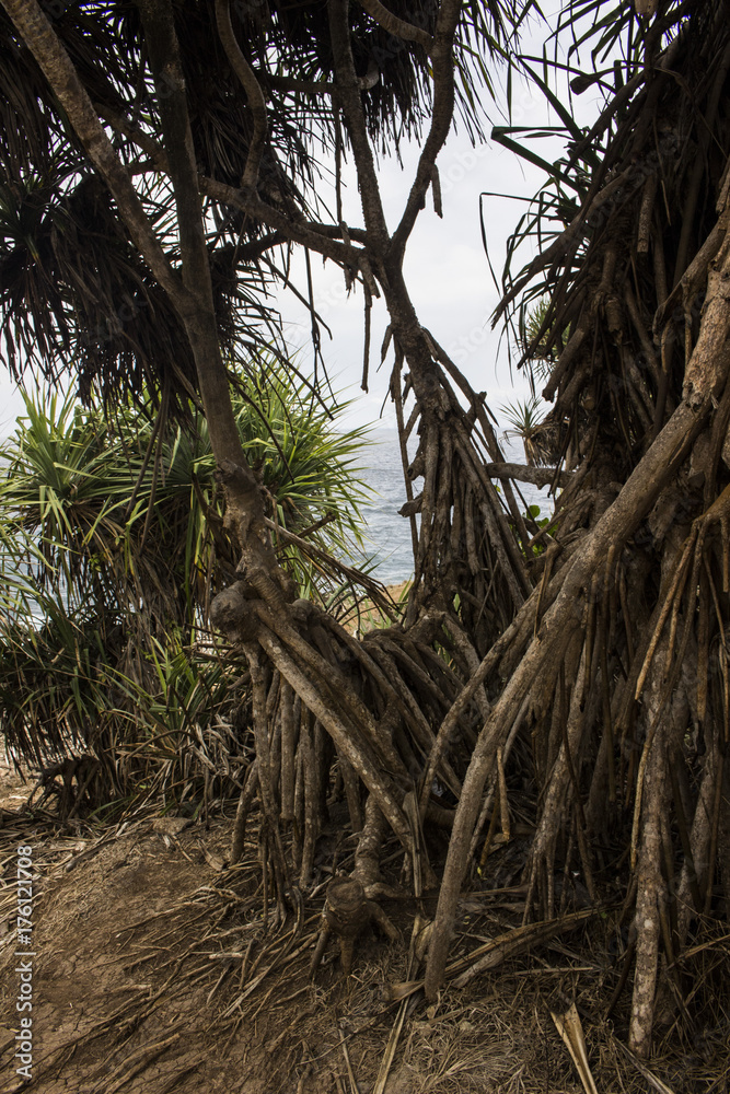 Fototapeta premium Mangrove in Indonesia