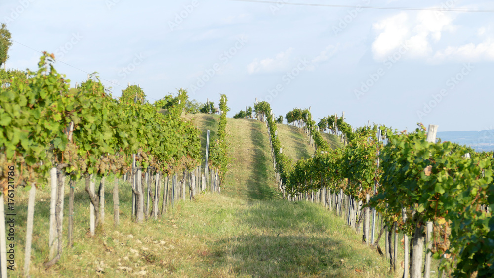 Obraz premium Vineyard on the volcanic hill of Badacsony in Hungary