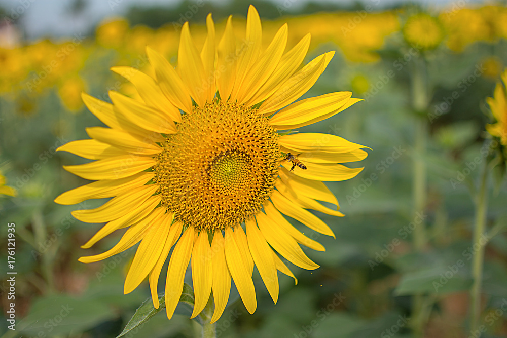 Closeup sunflower in a field of sunflowers