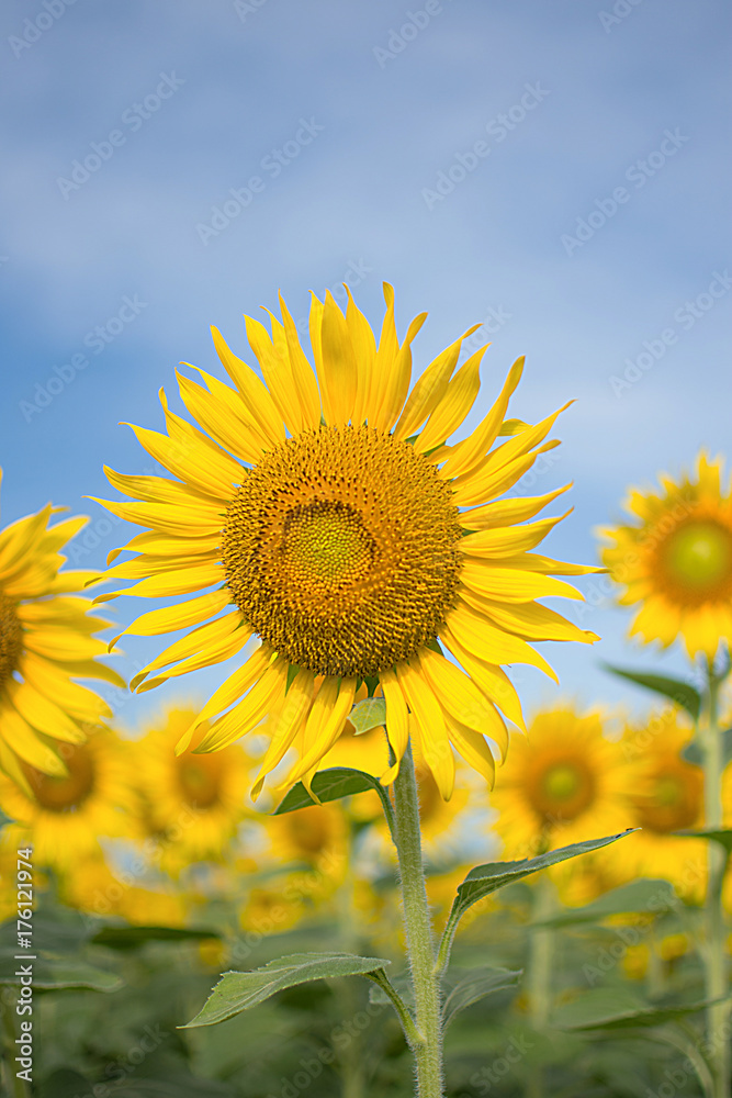 Closeup sunflower in a field of sunflowers