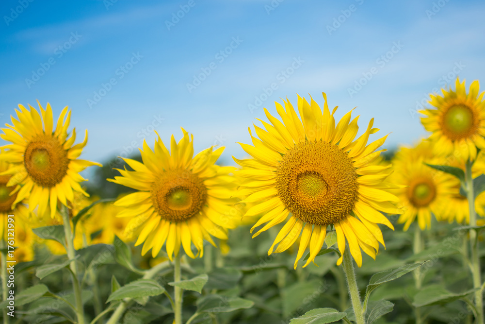 field of sunflower