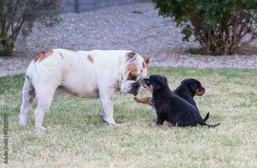 English bulldog playing with puppies on the grass