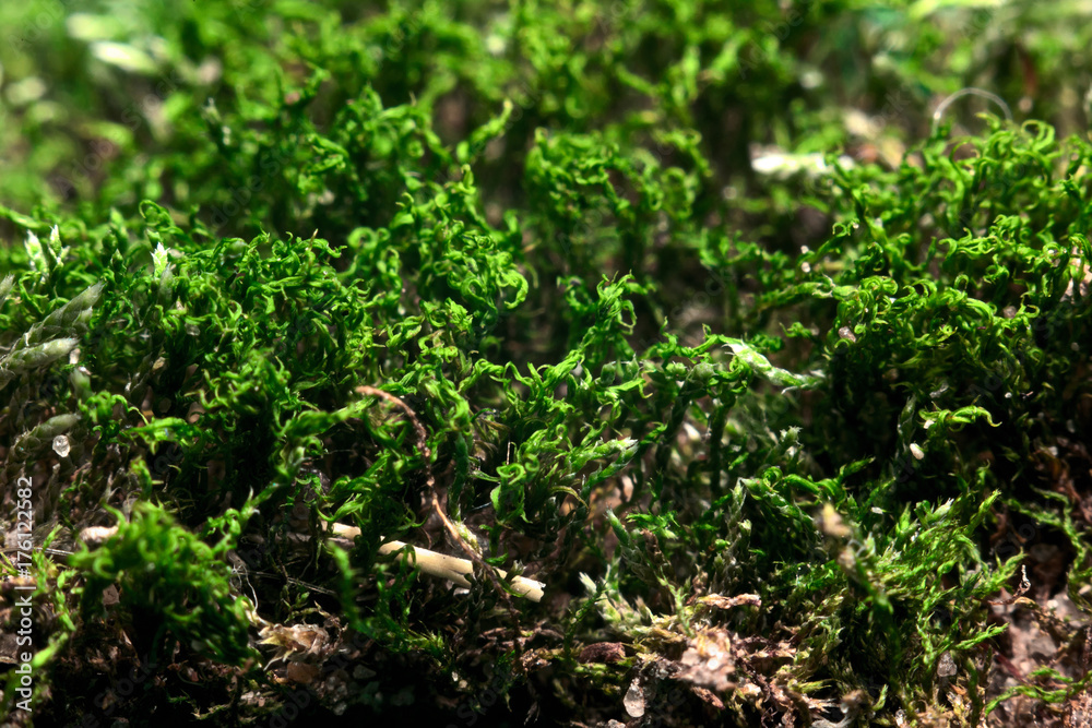 Texture of moss macro, Hypnum cupressiforme Texture of moss macro, Hypnum cupressiforme