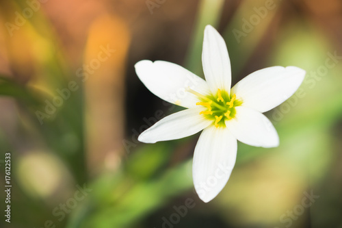 Close up white flower used for background - Vintage filter © jaturonoofer