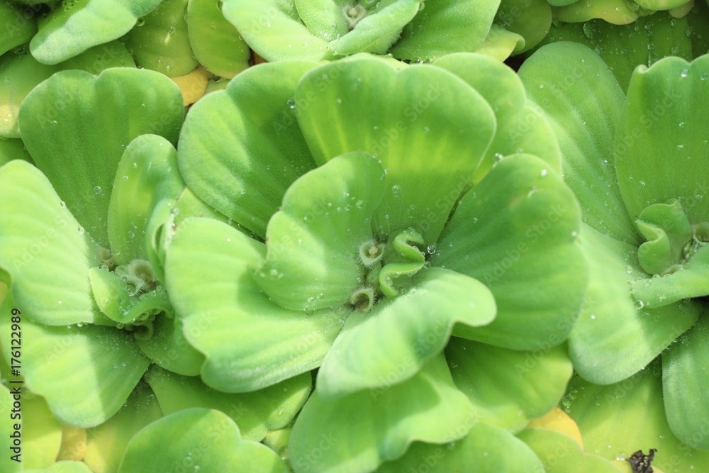water lettuce water lettuce