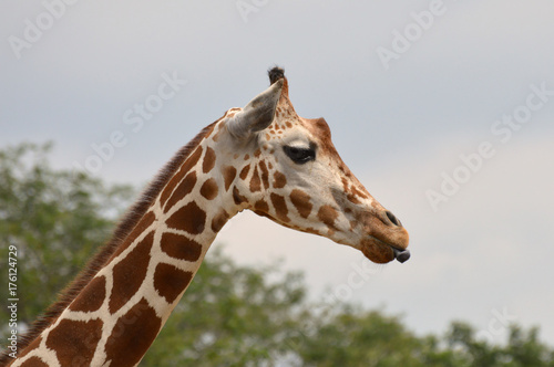 Canvas Print Giraffe