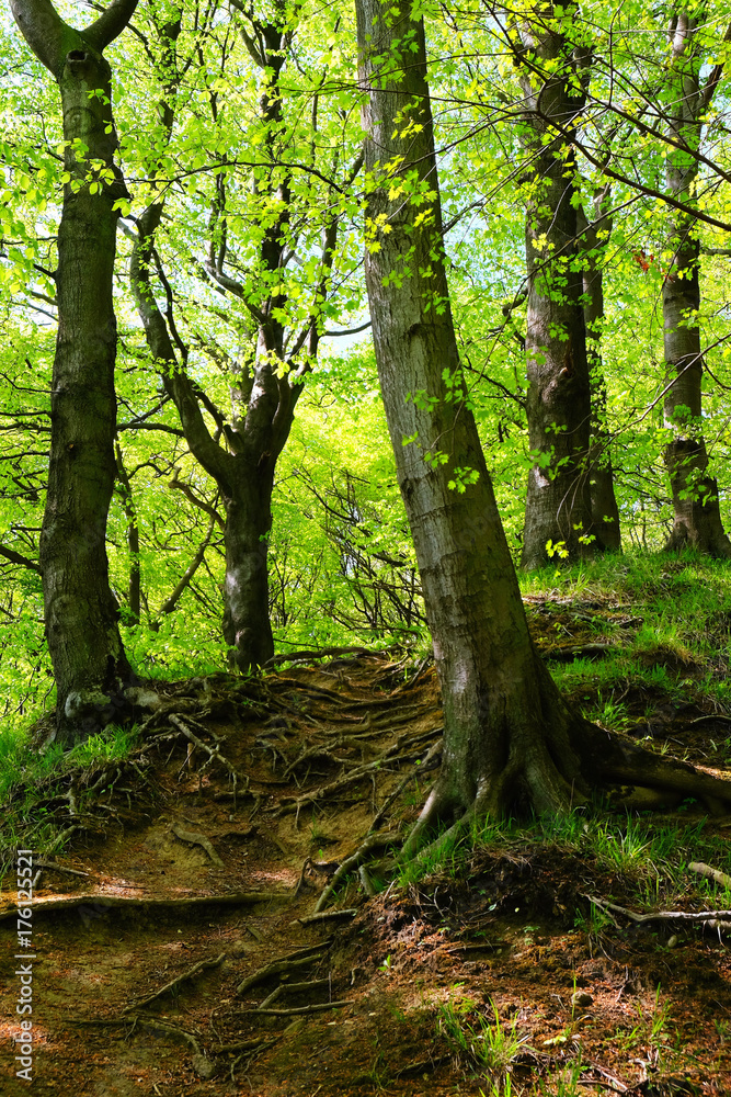 Naklejka premium Grüner Mai