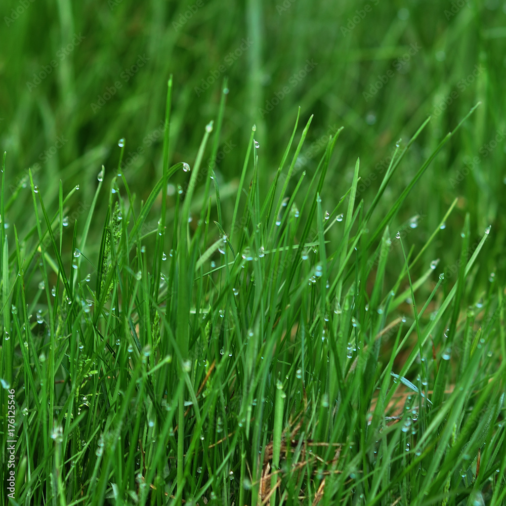 Vibrant green grass close-up Vibrant green grass close-up