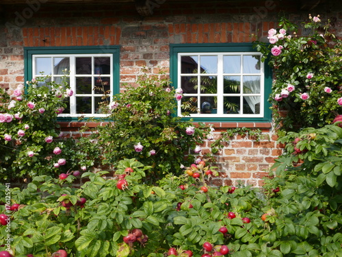 Wildrosen vor den Fenstern eines alten Bauernhauses © anela47